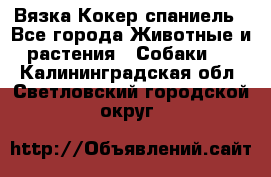 Вязка Кокер спаниель - Все города Животные и растения » Собаки   . Калининградская обл.,Светловский городской округ 